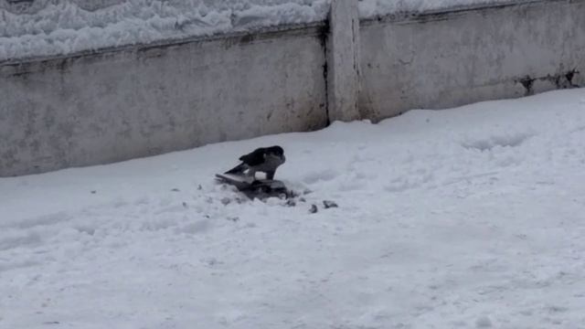 Ястреб ест живого голубя в Алчевске. ШОК!!! Смотреть до конца! смотреть онлайн