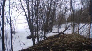 охота с ягдтерьером норная на енотовидную собаку