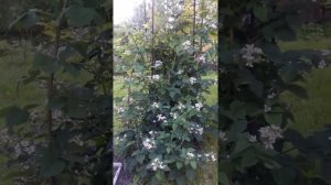 Черноплодная не колючая малина - ежевика в саду на участке возле дома