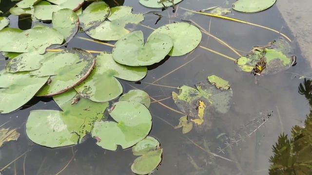 Lumbini Vlog || Gautam Buddha Born Was in Nepal || Om Mani Padme Hum || Visit Nepal 2021 смотреть онлайн