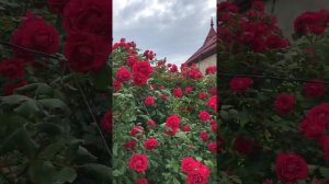 Плетистая роза Пол Скарлет