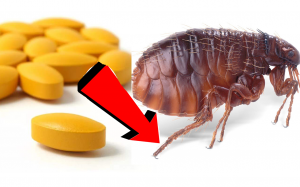 Как избавиться от блох у Собак За 3 Секунды!