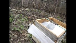 облет пчел после перевозки на другое место