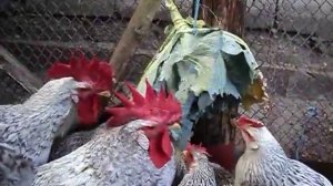 Капуста в рационе кур, советы для начинающих птицеводов и не только.