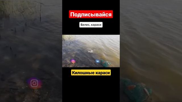 Караси за килограмм #fishing #зко #рыбалка #fish #уральск #карасьнаудочку #карась #белес