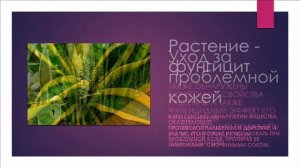 Щучий хвост или тёщин язык, так ли опасен?