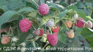 Полесье, ранний ремонтантный сорт малины с крупной ягодой