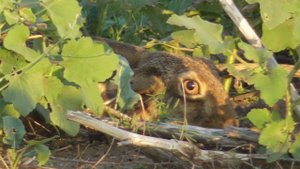 Зайцы маскируются!