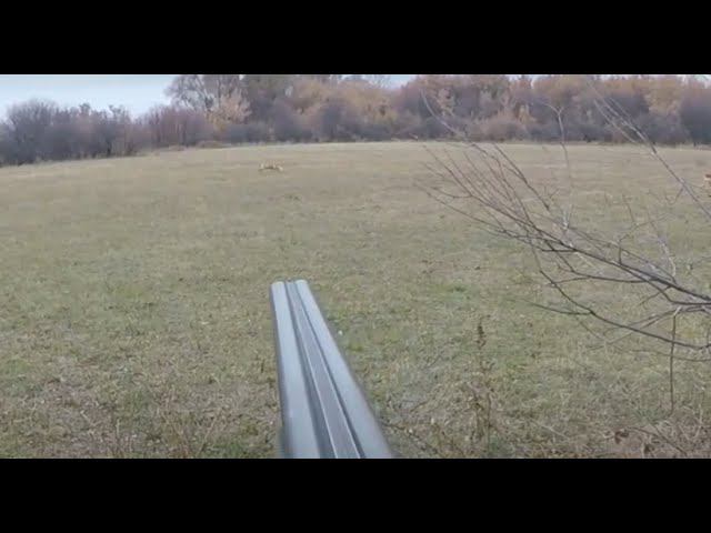 Охота на лису с гончими # 3. Лиса теряет бдительность. Fox hunting with hound смотреть онлайн