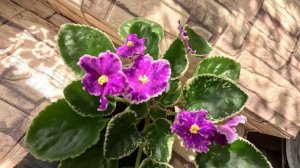 Фиалки ЛЕ-Галактический Шторм, Танец Галактик (К. Морев), Черничный Десерт (Морев), ЯН-Менуэт