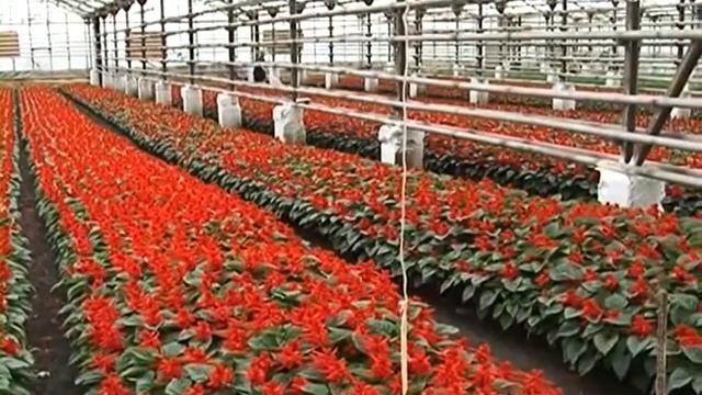 Как вырастить абрикос на участке. Удачные заметки