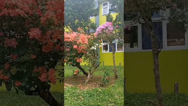 #bougainvillea subhanalloh indah