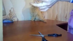 Игрушка дразнилка для кошек своими руками