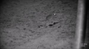 Охота на зайцев ночью с помощью цифрового бинокля ATN BINOX-HD 4-16x