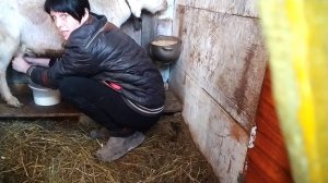 как доить козу правильно? какой использую крем для козы и для себя?!