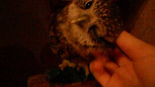 Домовые сычи, вечерние ласки и почесоны - Little owls, caress, stroking смотреть онлайн
