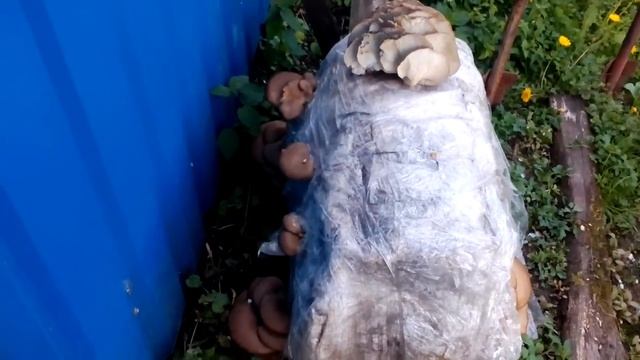 Вёшенка на целом тюке смотреть онлайн