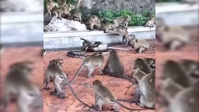 Этот Бабуин Напал на Леопарда! Вот Что Было Дальше...