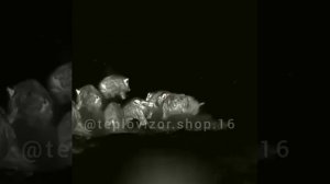 iray saim scl35w кабаны