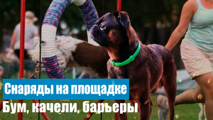 Собаки грифоны. Порода пти-брабансон. Гулянки, дрессировки, нарезка.
