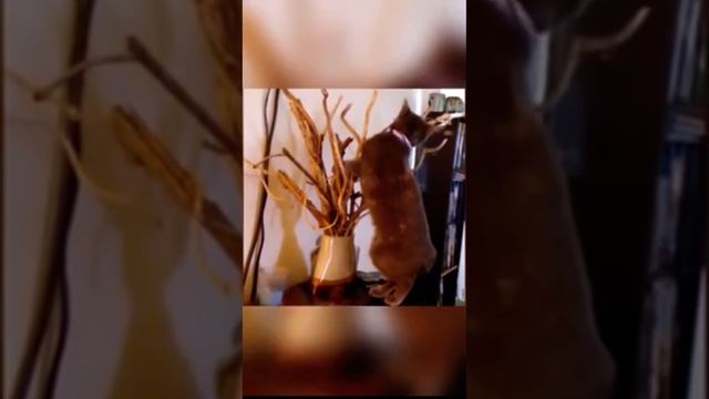 Смысл жизни котов ??