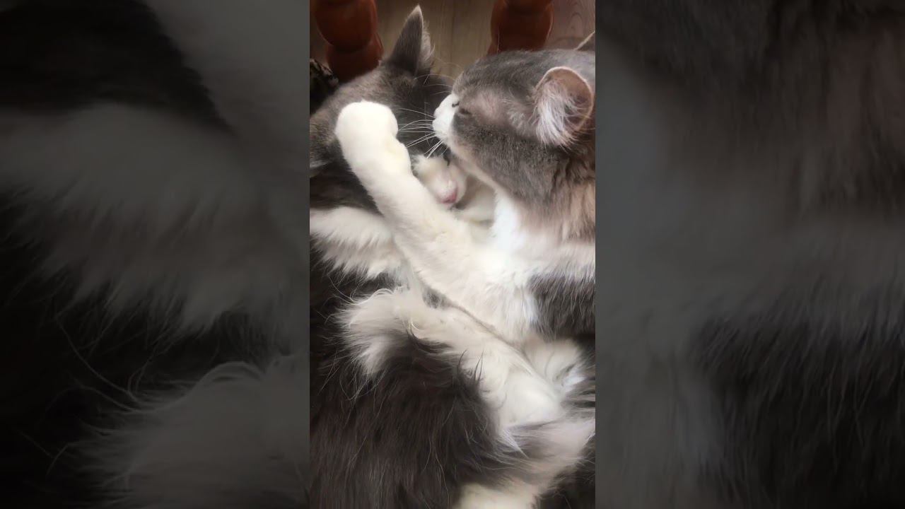 Опять не умывалась, дочка?
