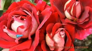 Роза чайно-гибридная Кроненбург (kronenbourg) ? обзор: как сажать, саженцы розы Кроненбург