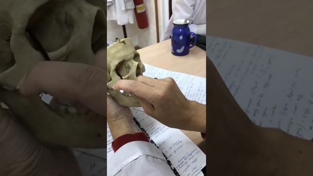 Черепномозговые нервы 1 часть смотреть онлайн