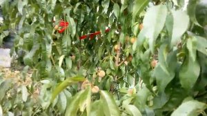 персики сказка