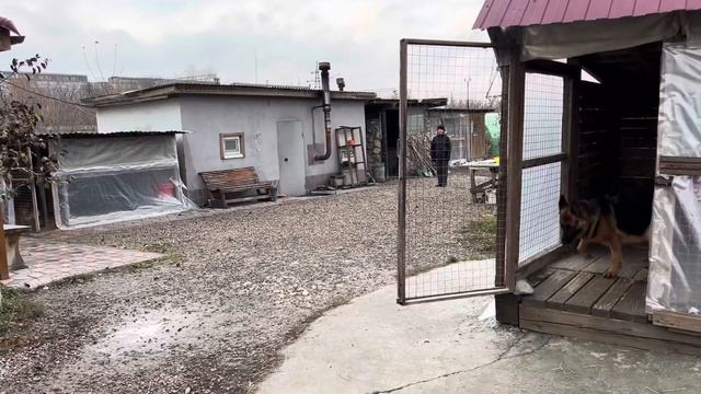 Команда «Домой». Отсыл в вольер на место. смотреть онлайн