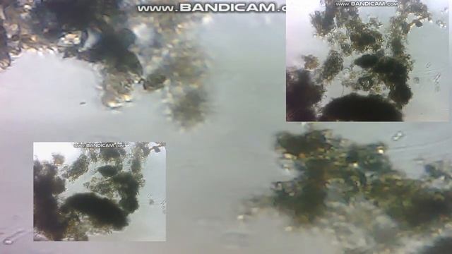 капля талой воды под микроскопом