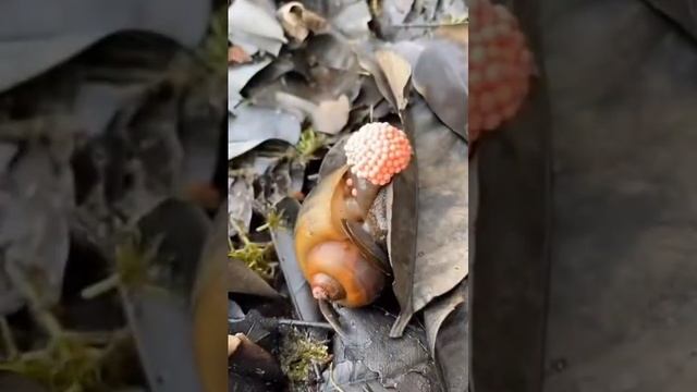 Вы это не планировали увидеть, но так улитка откладывает яйца!