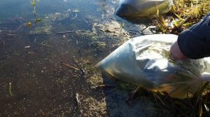 Пробное зарыбление старого пруда щукой