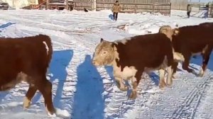 Коровы. Искусственное Осеменение коров, порода Герефорды.КРС