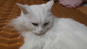 Белая кошка турецкая ангора мурлыкает