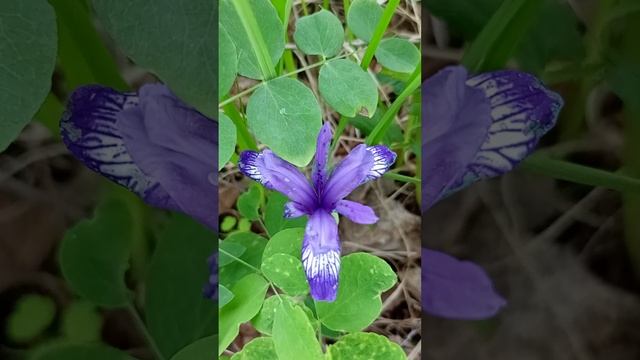 Кукушкины слёзки или дикий ирис сибирский.??