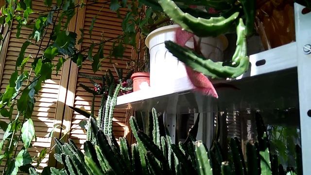 #558.Цветение стапелии, красивое но очень вонючее??? смотреть онлайн