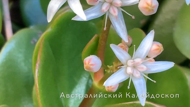 Spectacular  Winter Blooming CrassulaДенежное Дерево КРАССУЛА