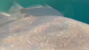 Dropped a GoPro Under the Worlds Clearest Water Fishing Pier *Crazy*