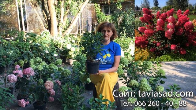 Гортензія волотиста Framboisine, Rensam (Самарська Лідія) смотреть онлайн