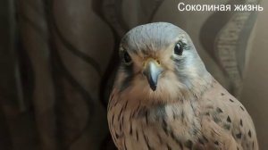 Как содержать хищную птицу