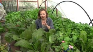 САМАЯ БЫСТРАЯ ЗЕЛЕНЬ | ЛИСТОВАЯ КАПУСТА | Светлана Самойлова