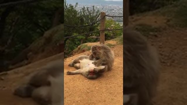 Arashiyama Monkey Park Kyoto