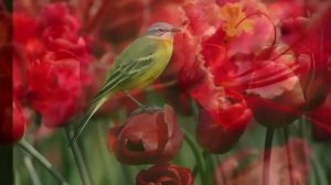 Лили Иванова: Забудь обратную дорогу