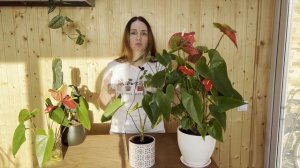 №91. Антуриум. Формируем большой куст и получаем цветение круглый год.