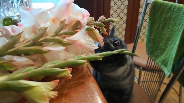 02.09.2018.  Пегас и гладиолусы смотреть онлайн