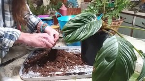 Bat Plant /Tacca /Repotting & Care :)
