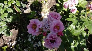 Розы. Две необычные розы - Блюберри Хилл и Хани Дижон.