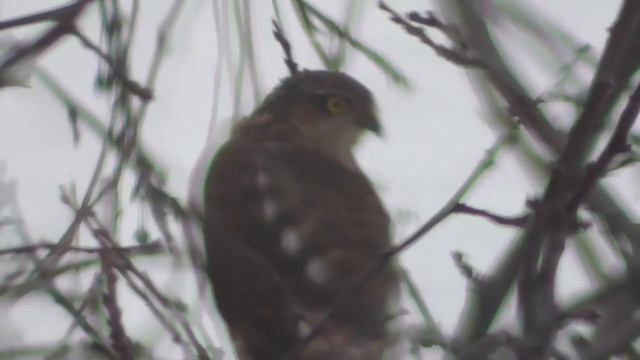 Синицы дразнят ястреба перепелятника Ястреб обалдел