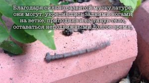 Гусеница Пяденица или Землемер